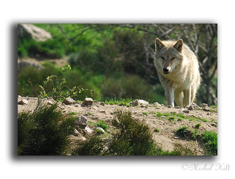 192-RSC0181-loup-canis-lupus-ste lucie.jpg